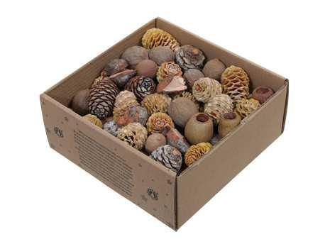 Leucodendron assortiment - naturel kleuren (640 gr) –, Huis en Inrichting, Woonaccessoires | Kunstplanten en Kunstbloemen, Nieuw