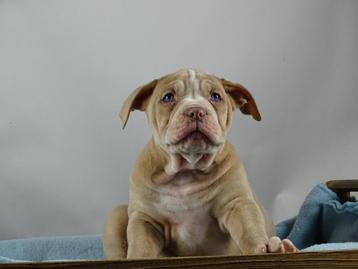 Old English Bulldog pups! t Gezonde type. Mogen direct mee! beschikbaar voor biedingen