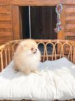 Pomeriaan pup
