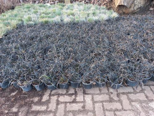 Ophiopogon plan. Niger, Tuin en Terras, Planten | Tuinplanten, Ophalen