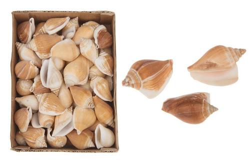 Strombus Canarium ±6 cm. 1kg naturel, +/- 6 cm. 1 kilo, Hobby en Vrije tijd, Knutselen, Nieuw, Ophalen of Verzenden