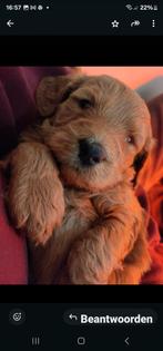 labradoodle lente pups, Dieren en Toebehoren, Honden | Retrievers, Spaniëls en Waterhonden, Parvo, Nederland, Overige rassen, 8 tot 15 weken