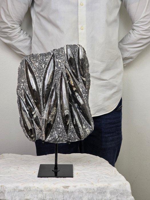 Orthoceras - Gefossiliseerd dier - 36 cm - 20 cm, Verzamelen, Mineralen en Fossielen