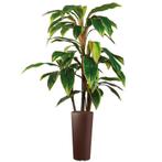 Cordyline kunstplant, H145cm, Huis en Inrichting, Kamerplanten, Ophalen of Verzenden