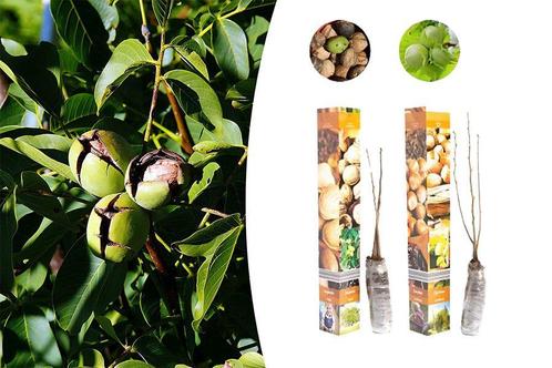 Set van 2 notenplanten - walnoot en hazelnoot, Tuin en Terras, Planten | Tuinplanten