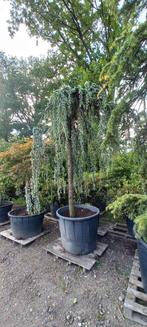 Cedrus Atlantica glauca Pendula treurceder, Tuin en Terras, Planten | Bomen, Ophalen
