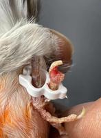 Orthopedische ringen voor vogels - Medisch    -, Verzenden, Nieuw