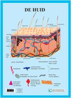 Anatomie poster huid (Nederlands, gelamineerd, A3), Nieuw