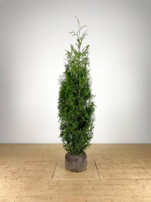 Thuja plicata Martin 160-180 cm, Tuin en Terras, Planten | Struiken en Hagen, Ophalen of Verzenden