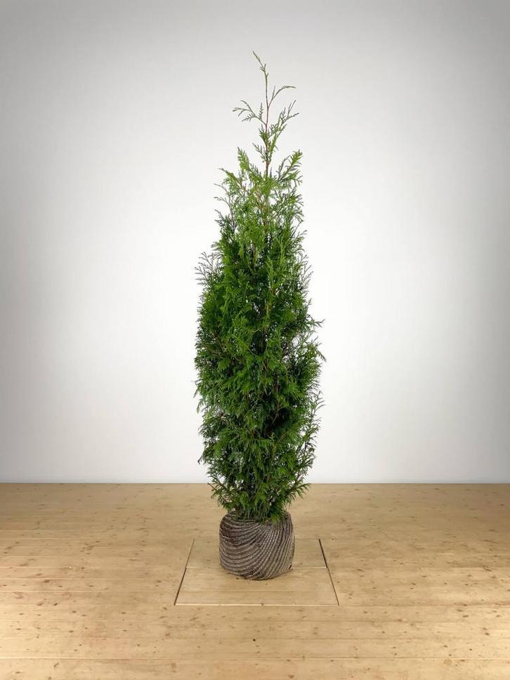 Thuja plicata Martin 160-180 cm, Tuin en Terras, Planten | Struiken en Hagen, Ophalen of Verzenden