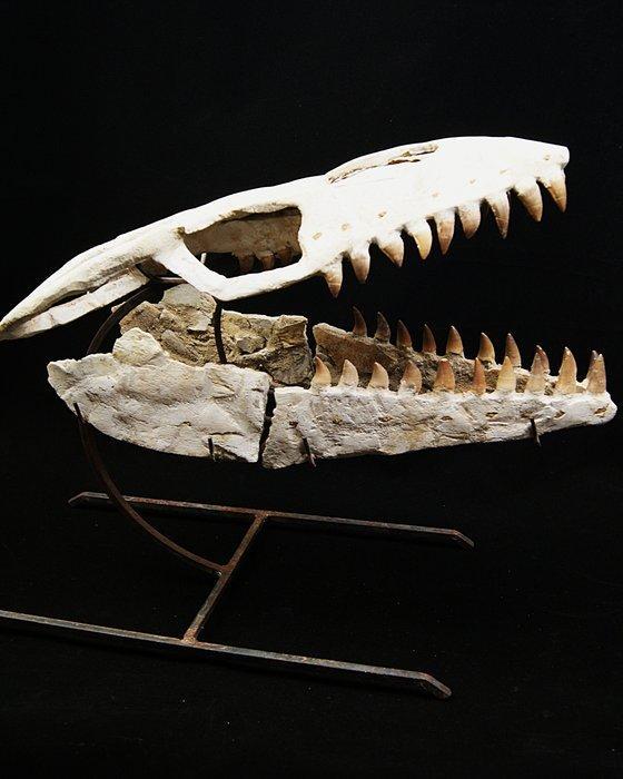Decoratief Mosasaurus-schedel - Fossiele schedel -, Verzamelen, Mineralen en Fossielen