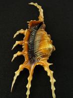 Zeeslak Zeeschelp - LAMBIS SCORPIUS (Zonder Minimumprijs), Nieuw