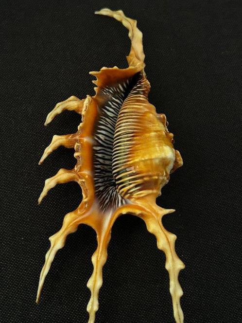 Zeeslak Zeeschelp - LAMBIS SCORPIUS (Zonder Minimumprijs), Verzamelen, Dierenverzamelingen