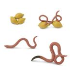 Speelfiguren Levenscyclus Regenworm - Safari Ltd 4 stuks, Nieuw