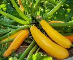 Courgette Golden Delight F1 / Baowy Song 50 zaden, Ophalen of Verzenden, Nieuw