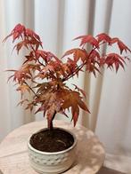 Japanese maple bonsai (Acer palmatum) - Hoogte (boom): 25 cm
