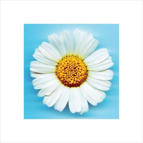Kunstdruk Big Daisy 40x40cm, Huis en Inrichting, Woonaccessoires | Schilderijen, Tekeningen en Foto's, Nieuw, Verzenden