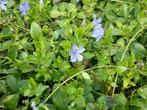 Vinca minor,maagdenpalm,p9 bodembedekker groenblijvend blauw, Vaste plant, Ophalen of Verzenden, Lente