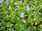 Vinca minor,maagdenpalm,p9 bodembedekker groenblijvend blauw, Tuin en Terras, Planten | Tuinplanten, Vaste plant, Ophalen of Verzenden