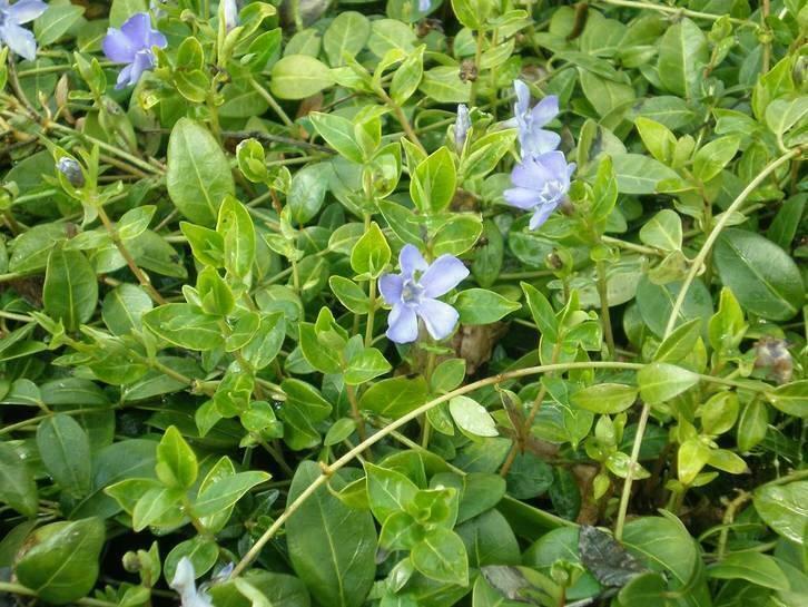 Vinca minor,maagdenpalm,p9 bodembedekker groenblijvend blauw, Tuin en Terras, Planten | Tuinplanten, Vaste plant, Lente, Ophalen of Verzenden