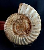 Ammoniet - Gefossiliseerd dier - Kranaosphinctes roedereri, Verzamelen, Mineralen en Fossielen