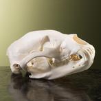 Zwarte Beer Schedel Taxidermie Opgezette Dieren By Max, Verzamelen, Dierenverzamelingen, Ophalen of Verzenden, Nieuw, Wild dier