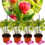 Rubus idaeus BonBonBerry® Yummy + Pot 14cm 4 s, Tuin en Terras, Halfschaduw, Verzenden