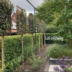 Leiboom portugese laurier leilinde olijfwilg steeneik haag, In pot, Leiboom, Halfschaduw, Ophalen of Verzenden