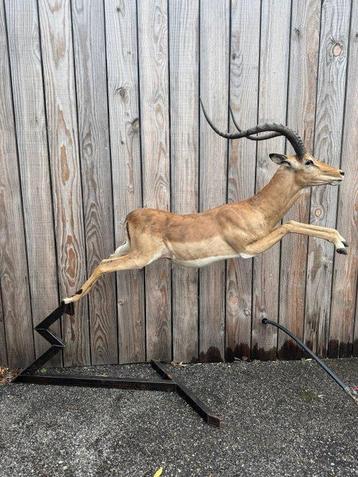 Antilope Taxidermie volledige montage - Aepyceros melampus - beschikbaar voor biedingen