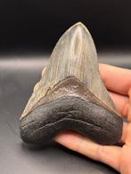 Megalodon - Fossiele tand - Carcharias Megalodon - 12 cm - 9, Verzamelen, Mineralen en Fossielen