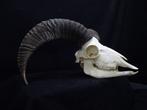 Mouflon Schedel - Ovis a. musimon - 33 cm - 18 cm - 39 cm-, Nieuw