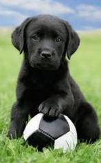 Hele mooi labrador pups met Stamboom HD en ED vrij, Parvo, Nederland, 8 tot 15 weken, Labrador retriever