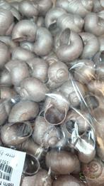 Landsnail small champagne 250 gram geverfde landslak, Ophalen of Verzenden, Nieuw