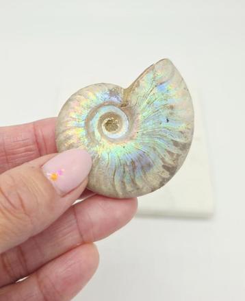 Ammoniet Iriserend (zie filmpje) beschikbaar voor biedingen