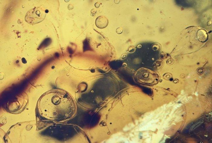 Birmese barnsteen - Fossiele cabochon - with rare movable, Verzamelen, Mineralen en Fossielen