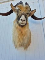 Bouc sauvage Taxidermie wandmontage - Capra hircus - grande, Nieuw