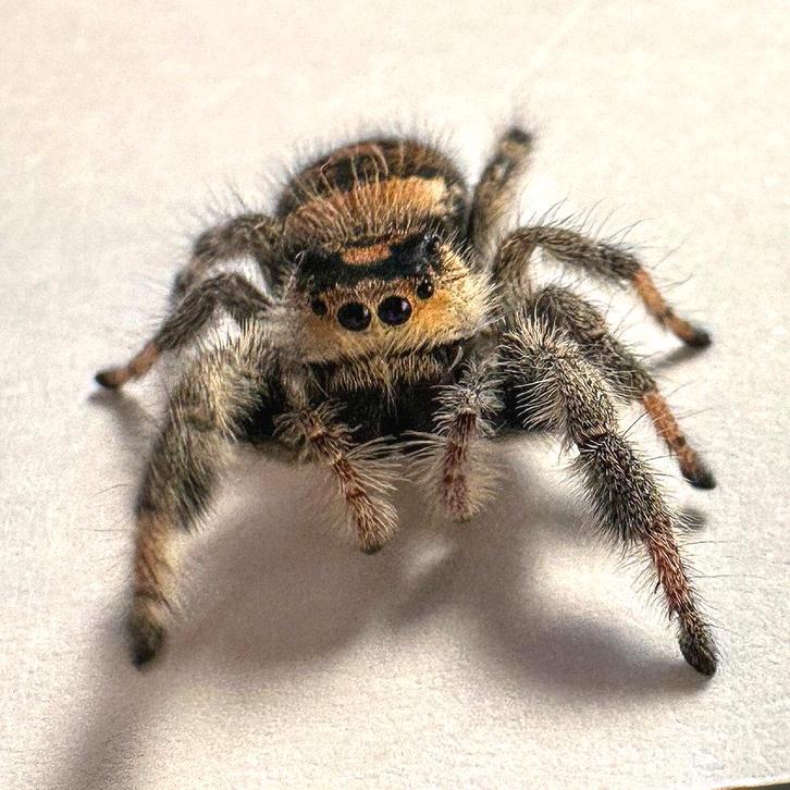 Springspin - Phidippus regius Everglades, Dieren en Toebehoren, Insecten en Spinnen