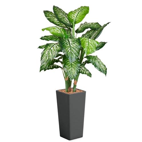 Dieffenbachia kunstplant, H175cm, Huis en Inrichting, Kamerplanten, Ophalen of Verzenden