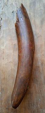 Wolharige mammoet - Gefossiliseerde slagtand - 42 cm - 22 cm, Verzamelen