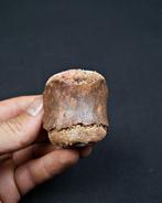 Dinosaurus - Fossiel wervelbot - Spinosaurus aegyptiacus