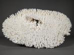 Schitterende Acroporid Tafel Special Koraal - Acropora, Nieuw