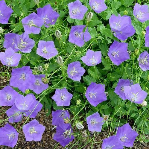 Campanula Geranium Salvia Siergras Vinca Pachysandra Hosta, Tuin en Terras, Planten | Tuinplanten, Overige soorten, Vaste plant