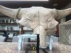 Bizon - Fossiele schedel - Bison priscus - 46 cm - 92 cm, Verzamelen, Mineralen en Fossielen