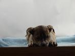 Old English Bulldog pups! | Mogen mee! | Hartelijk Welkom., Parvo, Nederland, 8 tot 15 weken, Bulldog