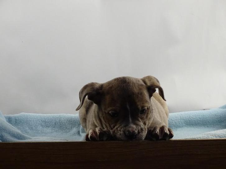 Old English Bulldog pups! | Mogen mee! | Hartelijk Welkom., Dieren en Toebehoren, Honden | Bulldogs, Pinschers en Molossers, Meerdere
