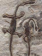 Stel van mariene reptielen - Gefossiliseerd dier -