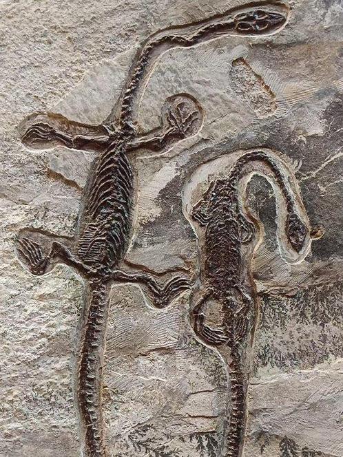 Stel van mariene reptielen - Gefossiliseerd dier -, Verzamelen, Mineralen en Fossielen