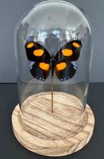Vlinder Taxidermie volledige montage - Catonephele numilia -, Antiek en Kunst, Curiosa en Brocante