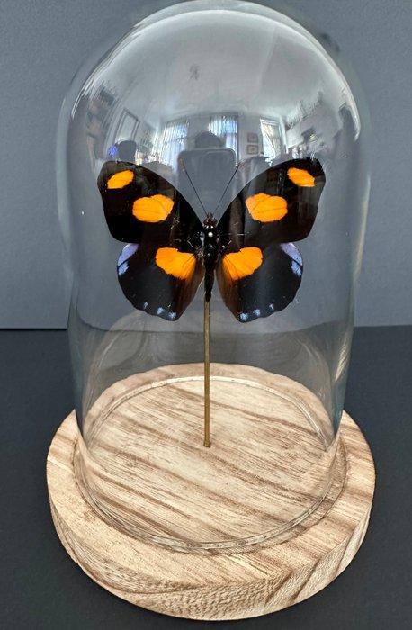 Vlinder Taxidermie volledige montage - Catonephele numilia -, Antiek en Kunst, Curiosa en Brocante