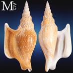 ‘Lister’s Conch’ is een van de meest iconische schelpen in, Verzamelen, Nieuw